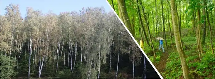 3.2. Kiek jūsų gerovei svarbūs vidutinio amžiaus lapuočių miškai, kurių amžius nuo 20-70m?