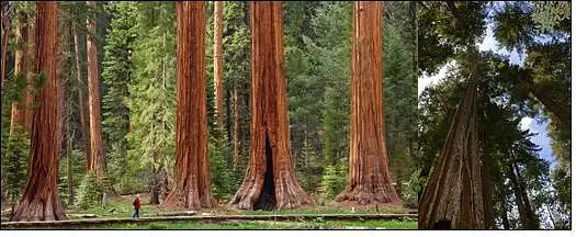 23. Kuris tai medis, dažnai laikomas aukščiausiu pasaulyje?