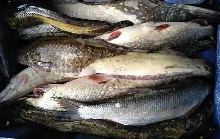 Žuvies poreikio nustatymas Lietuvoje  